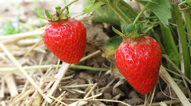 Erdbeeren-Reportage: Frische Erdbeeren auf dem Feld