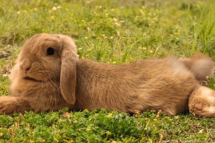 Osterhasen-Flausch