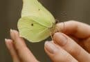 Ein gelber Zitronenfalter ist auf den Fingern einer Frau gelandet. Eine Szene die vollkommene Harmonie ausstrahlt.